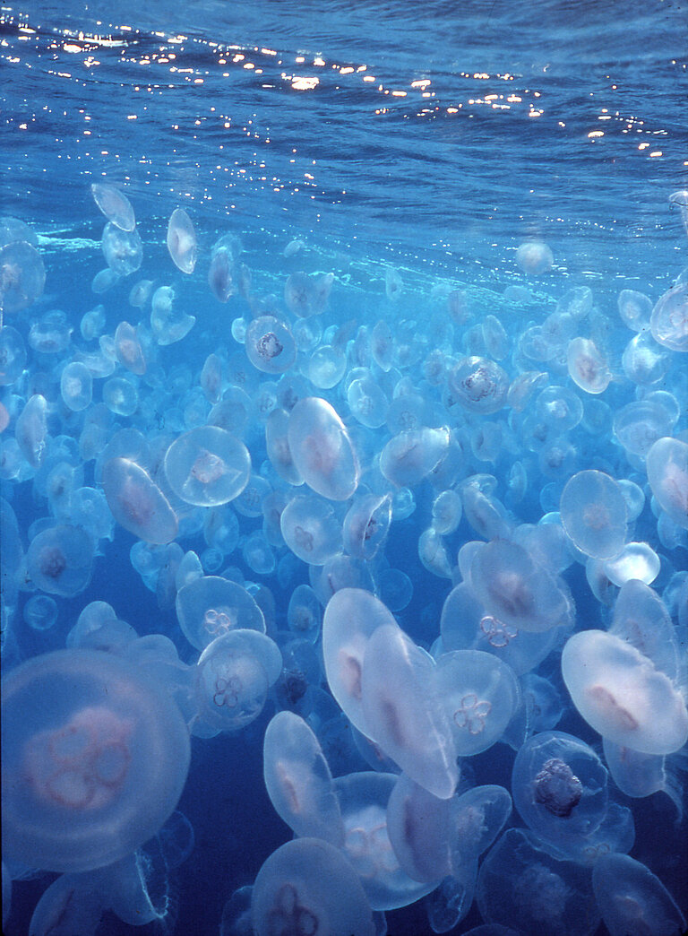 Die Ohrenqualle Aurelia aurita blüht in Oberflächengewässern, bevor sie abstirbt und anschließend ins Innere des Ozeans absinkt. Foto: Christian Gaillard.