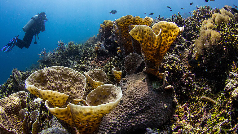 Corals are polyps that anchor themselves to substrates with a kind of bottom plate, where they often form colonies. 