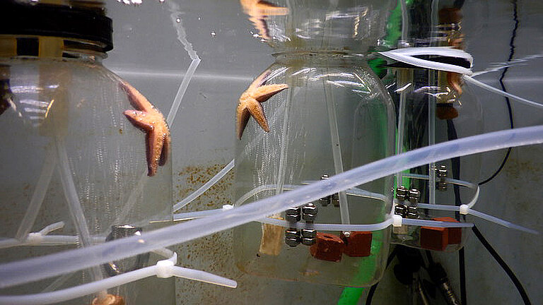 In durchsichtigen mit Seewasser gefülltren Kunststoffbehältern befinden sich Seesterne