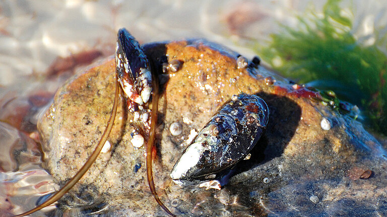 Ein Filtrierer: Die Miesmuschel