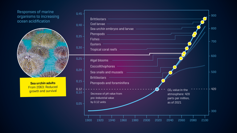 Responses of marine organisms to increasing ocean acidification