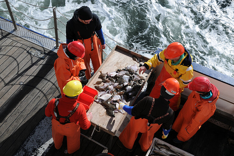 Sichten eines Forschungs-Fischereihols an Bord der ALKOR in der Eckernföder Bucht. Foto: Maike Nicolai, GEOMAR