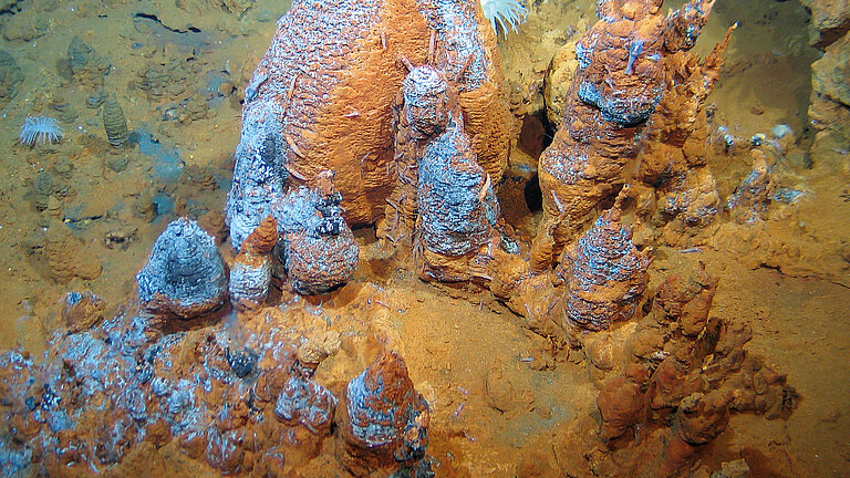 Artenvielfalt an Schwarzen Rauchern: Mikroorganismen