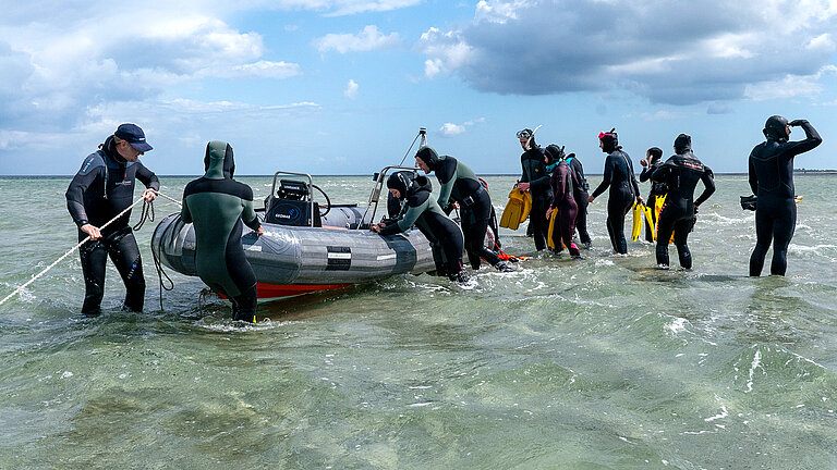  In der Kieler Bucht sammeln Forschende im Rahmen von SeaStore blühende Seegrassprossen entlang der Küste.