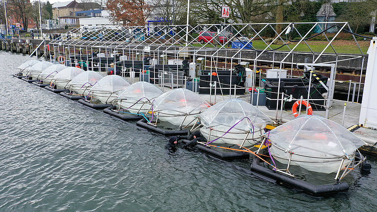 The mesocosms are ready for use.