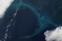 Phytoplankton bloom in the North Pacific Ocean, imaged by the MODIS Aqua satellite. Photo: LANCE/EOSDIS Rapid Response Team, NASA
