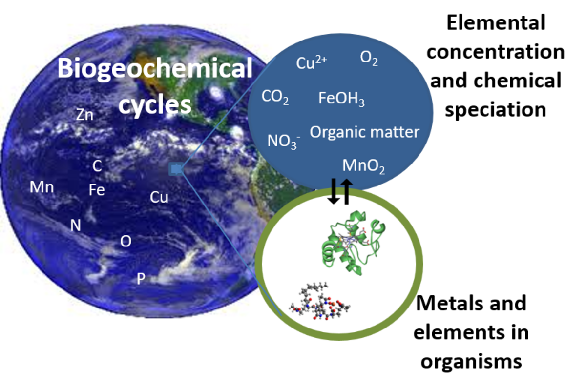 Marine Environmental Bioinorganic Chemistry