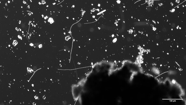 Mikroskopisch kleine marine Mikroben