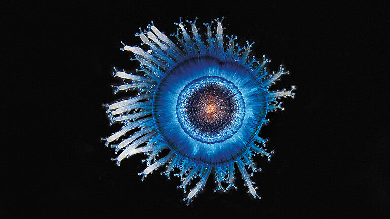 Blue button jellyfish (Porpita porpita)