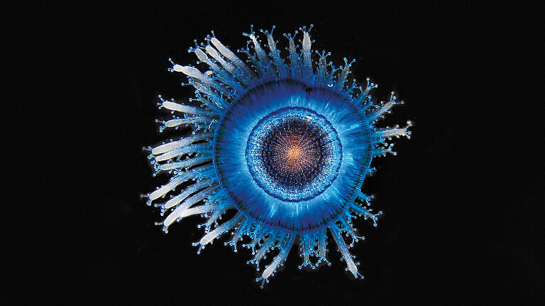 Strahlenqualle (Porpita porpita)