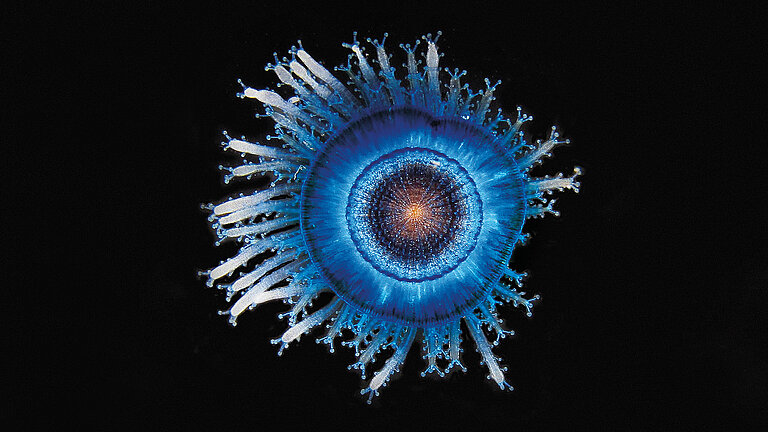Blue button jellyfish (Porpita porpita)