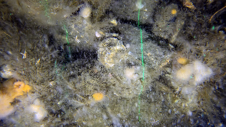 Austern am Meeresboden, Unterwasseraufnahme