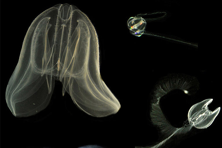 Verschiedene Lebensstadien der Rippenqualle Mnemiopsis leidyi