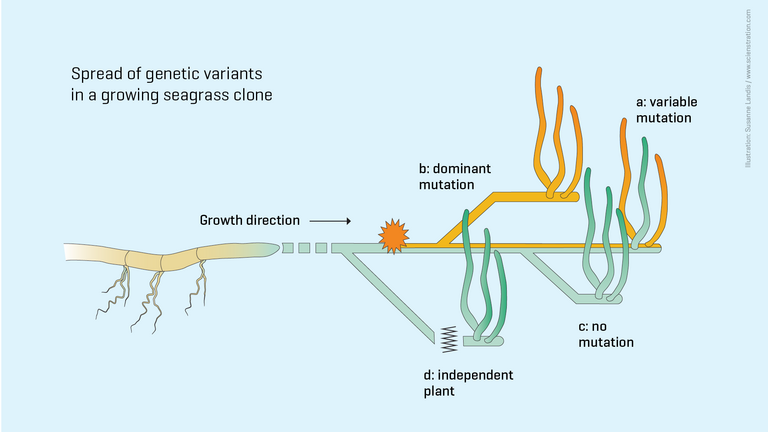 The connections between offshoots decay after about 2 years and independent plant individuals emerge.