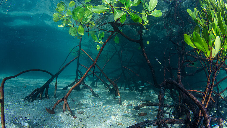 Unterwasseraufnahme eines Mangrovenwalds, das verzweigte Wurzelwerk ist sichtbar.