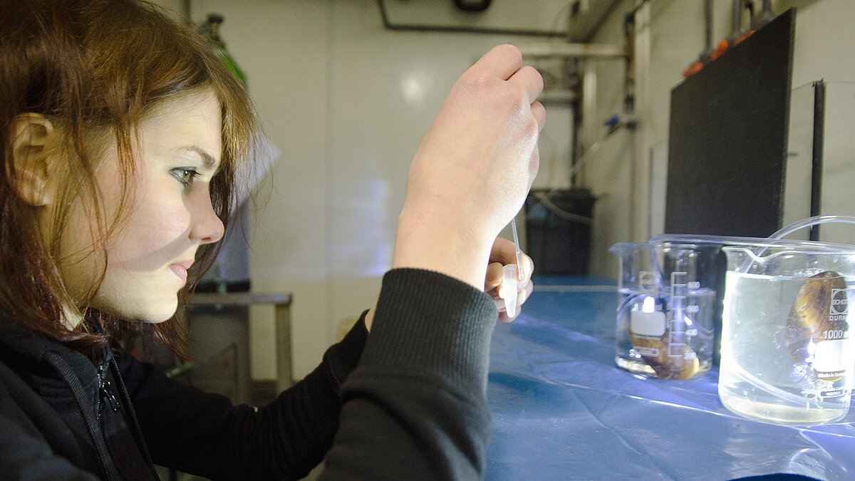 Kieler Meeresbiologen kultivieren erstmals Muscheln von Hydrothermalquellen
