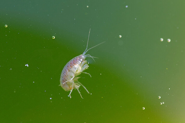 Ein kleiner Wasser-Flohkrebs in starker Vergrößerung vor grünem Hintergrund