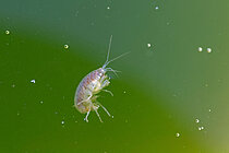 Ein kleiner Wasser-Flohkrebs in starker Vergrößerung vor grünem Hintergrund