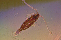 Copepod