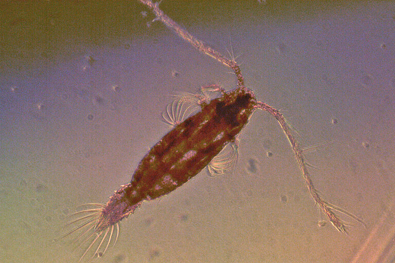 Copepod