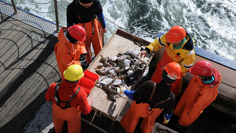 Fische zählen und vermessen während einer fischereibiologischen Monitoring-Fahrt in der Ostsee