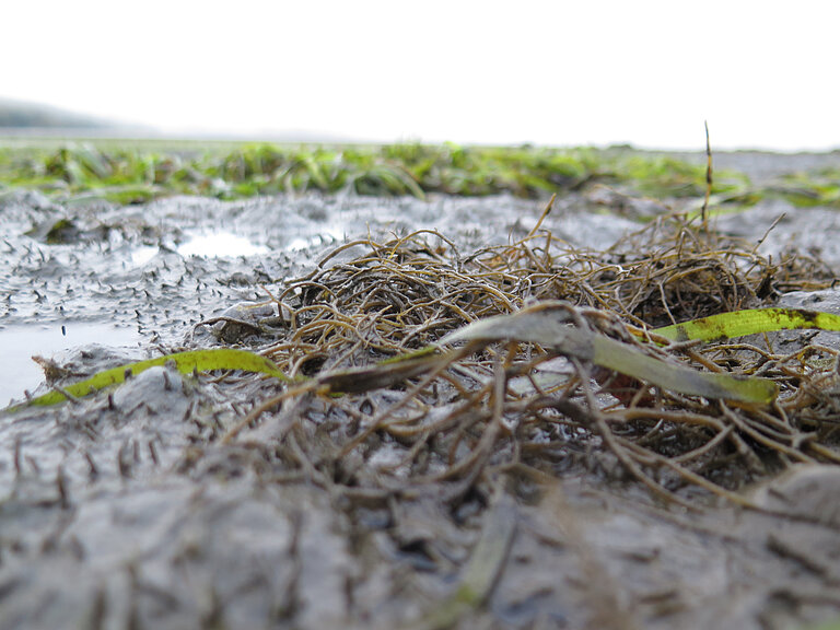 The invasive red seaweed Agarophyton vermiculophyllum at the collection site in California. Photo: S. Krueger-Hadfield