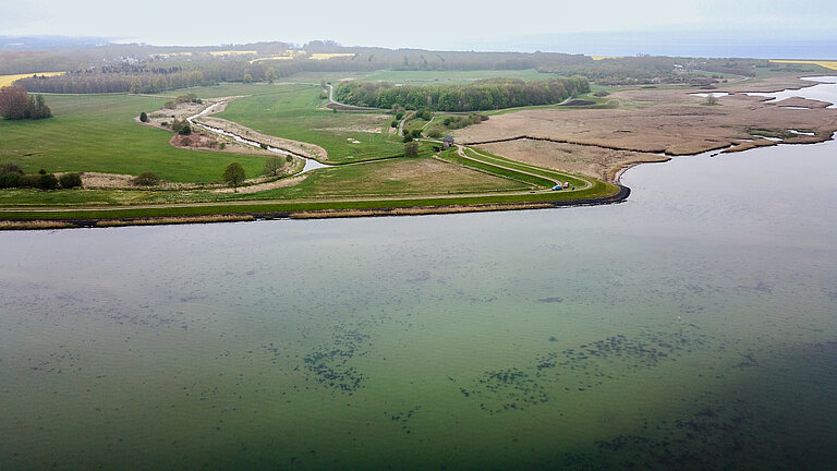 Luftaufnahme eines Küstenabschnitts von Wasser aus gesehen. Im flahcne Wasser sind schwarze Punkte zu erkennen