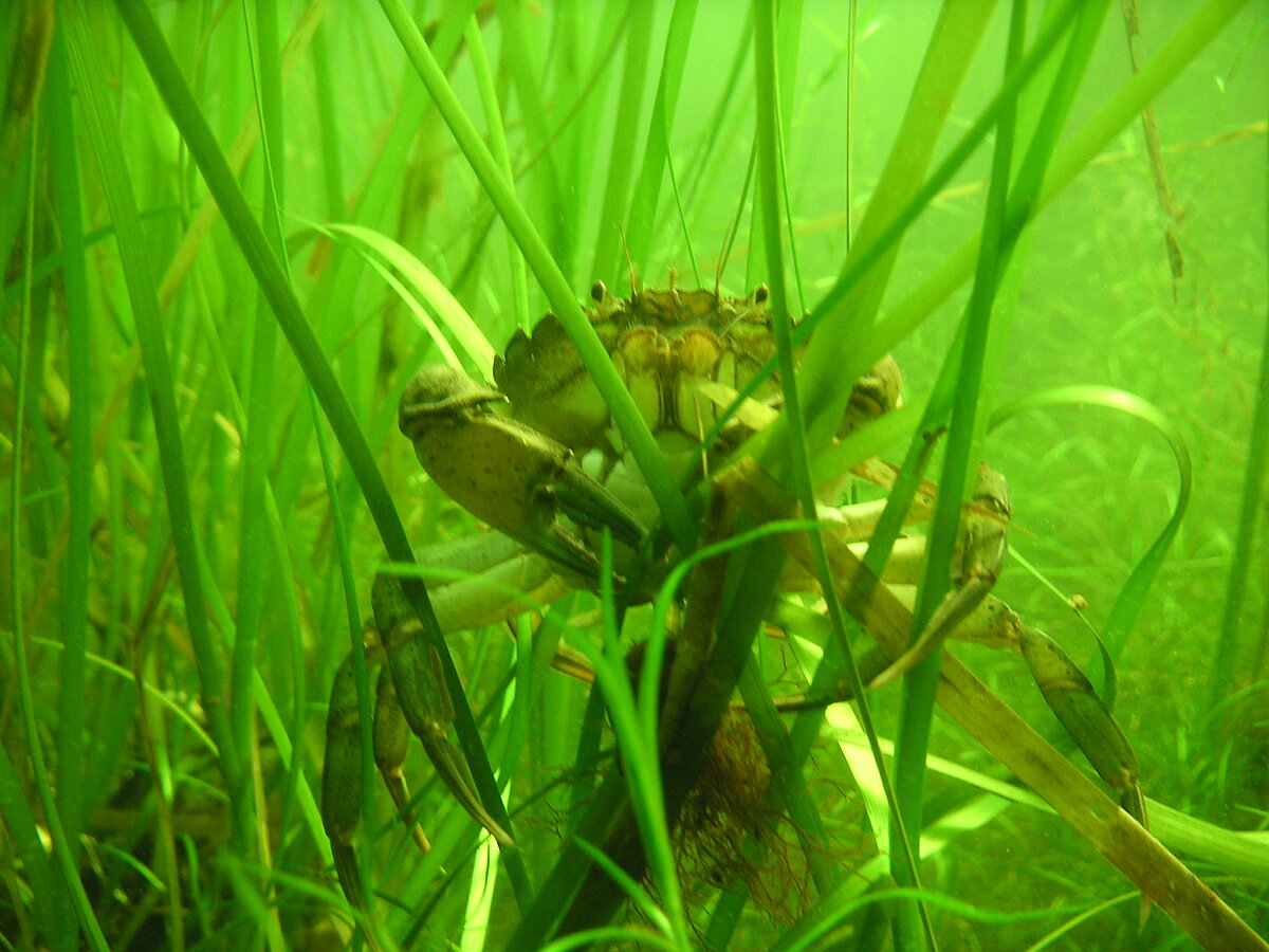 Stress Ecology - Prof. Dr.  Martin Wahl