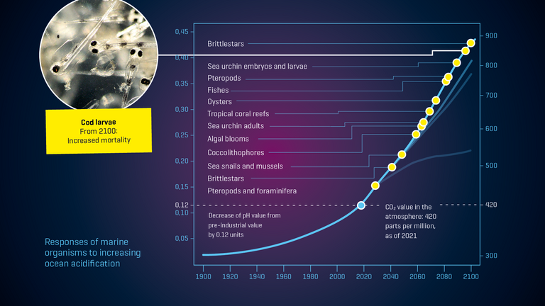 Responses of marine organisms to increasing ocean acidification
