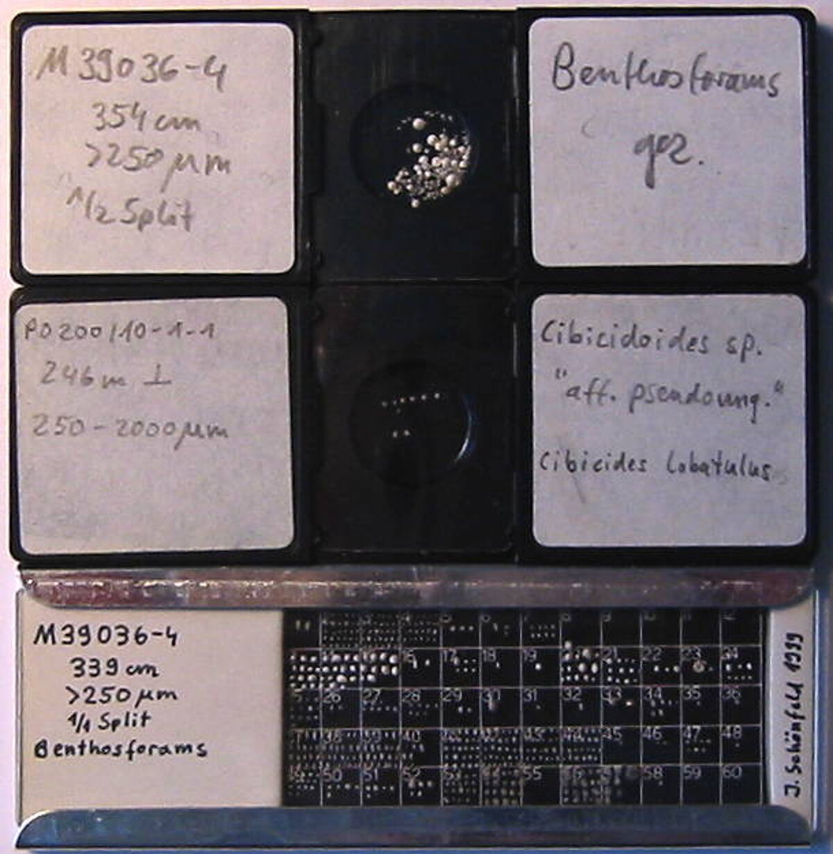Sammelzelle, Einzelzelle und Plummerzelle