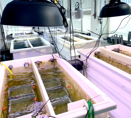 Sechs große, weiße Tanks, bestehend aus jeweils zwei Untertanks, befinden sich in einer großen Halle und sind mit fließendem Meerwasser gefüllt. Starke Lampen leuchten darüber und von der Decke herab.