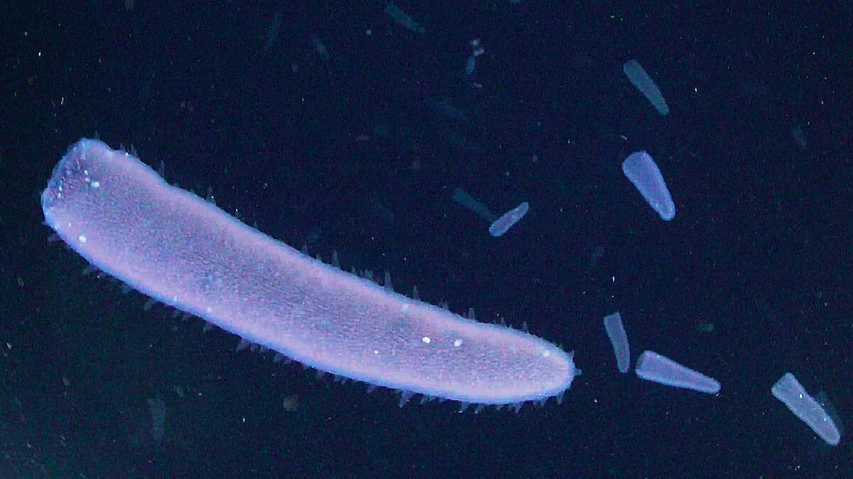 Pyrosome in der Wassersäule.