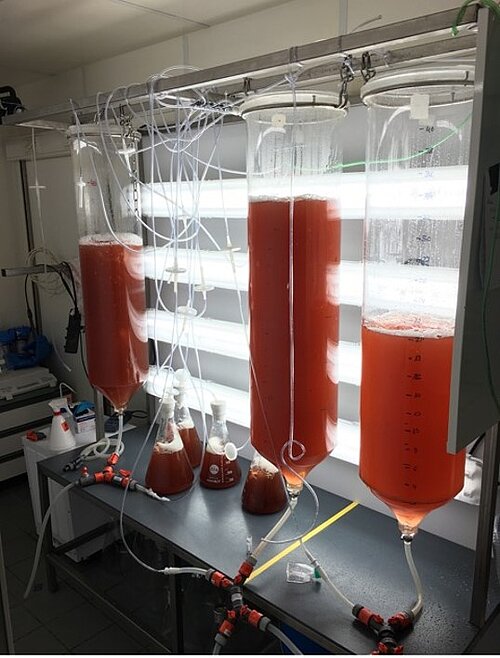 Mehrere mit roter Flüssigkeit gefüllte 50L-Plexiglaszylinder hängen an einem Metallgestell vor grell-weißen Lampen