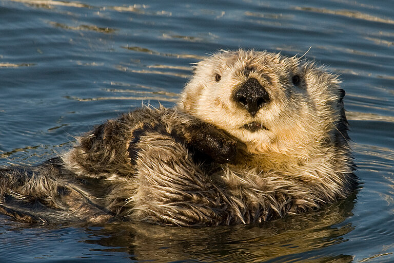 Seeotter auf dem Rücken schwimmend. Foto: J. Tomoleoni