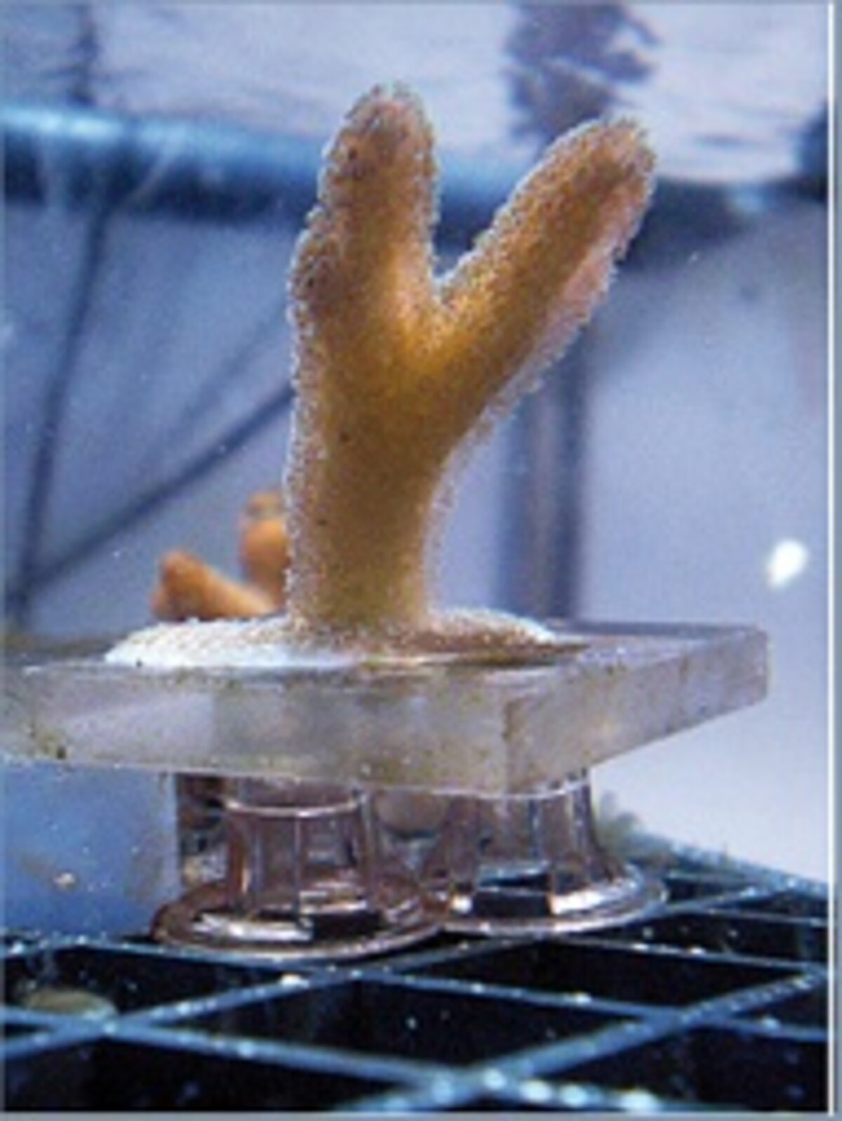 Culturing of a tropical reef-building coral Stylophora sp. on a perspex tile