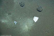 Quarkpackung neben Manganknollen in mehr als 4000 Metern Wassertiefe im sogenannten DISCOL-Gebiet (Südostpazifik). Foto: ROV-Team/GEOMAR