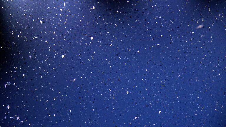 "Meeres-Schnee" Foto: Henk-Jan Hoving/GEOMAR