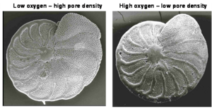 Two specimens of the benthic foraminiferal species Planulina limbata from the Peruvian OMZ. Note that the left specimen from the more oxygen depleted habitat has a distinctively higher pore density.