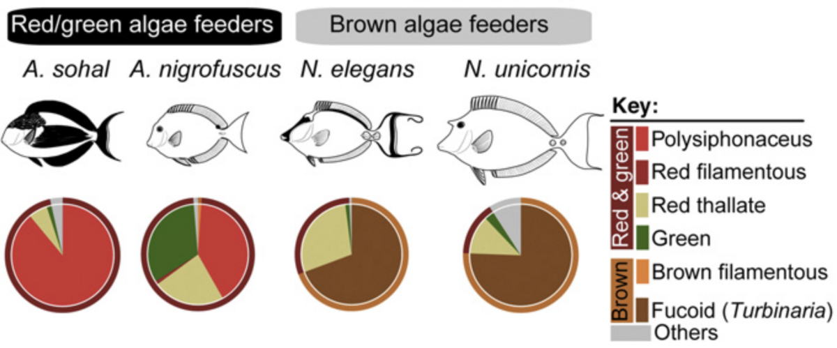 Stomach content of herbivorous surgeonfishes