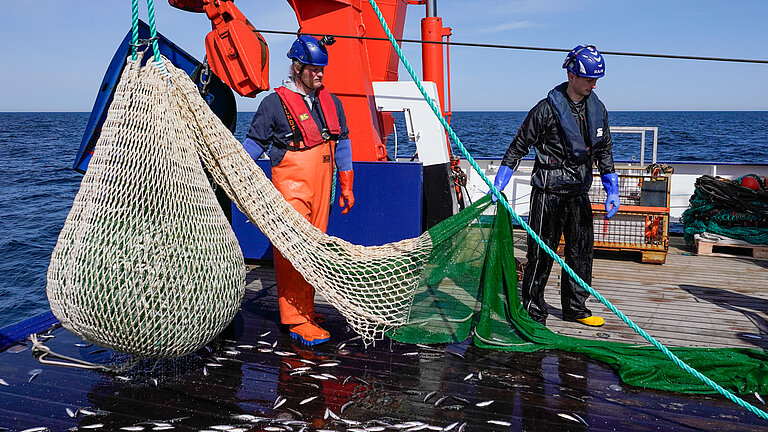 Ein kleines Fischernetz, gefüllt mit Fischen, wird mit einem Kran an Bord eines Forschungsschiffes gehievt.