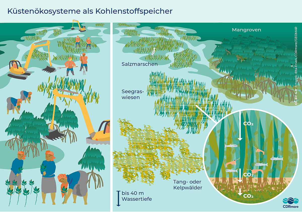 Küstenökosysteme als Kohlenstoffspeicher