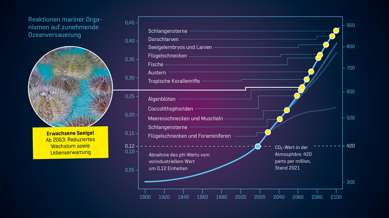 Reaktionen mariner Orga­nismen auf zunehmende Ozeanversauerung