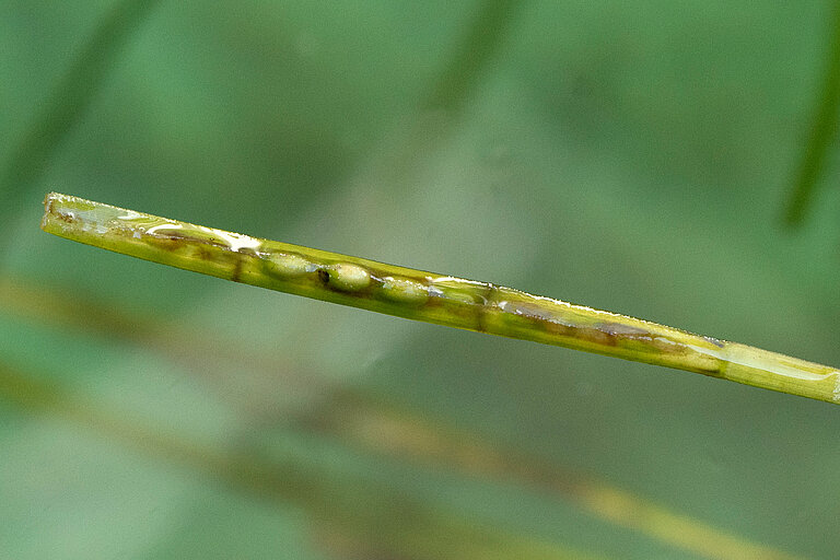 Seegras-Trieb mit Samen
