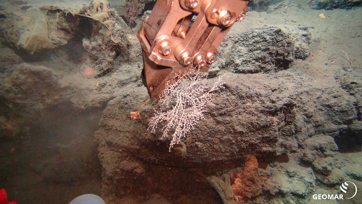 [Translate to English:] coral sampling