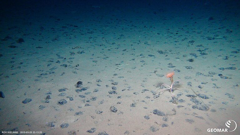 Typisches Manganknollenhabitat auf dem Meeresboden der Clarion-Clipperton Bruchzone (CCZ) im Pazifik (Expedition SO239) mit einer Seeanemone und einem Schlangenstern. Foto: ROV KIEL6000, GEOMAR.