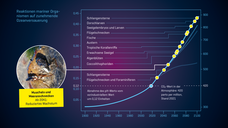 Reaktionen mariner Orga­nismen auf zunehmende Ozeanversauerung