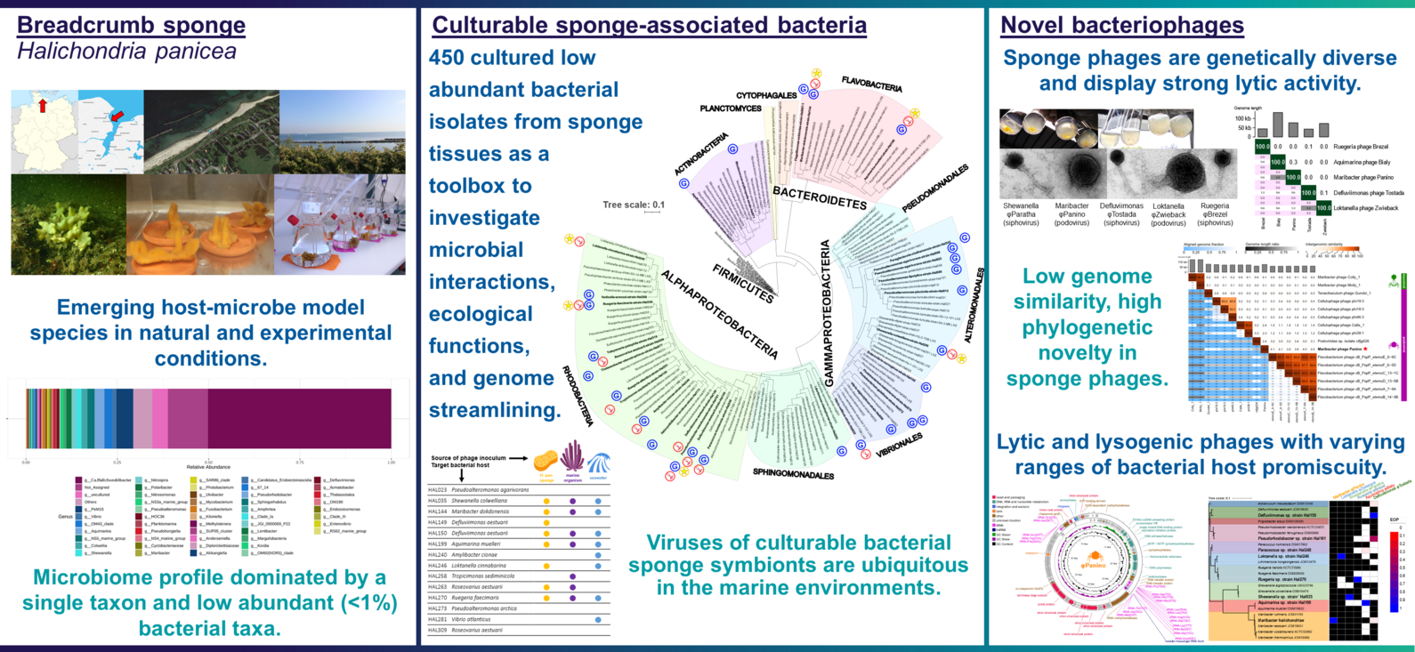 sponge phages research projects