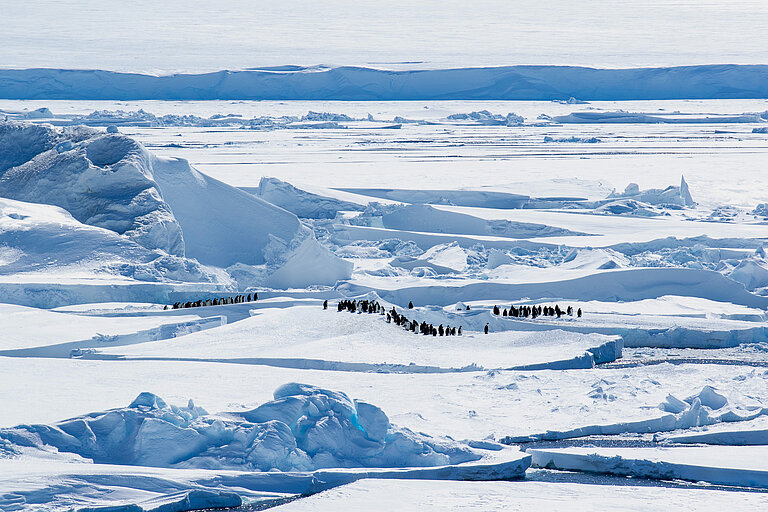 Pinguine auf dem Eis