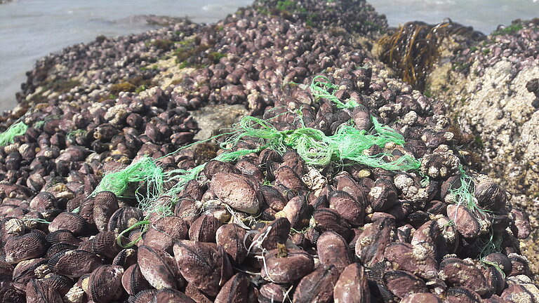 Plastikmüll beeinflusst nicht nur einzelne Organismen, sondern wie hier ganze Muschelkolonien. Wie groß der Schaden für das gesamte System dabei ist, wird das 18. GAME-Projekt untersuchen. Foto: María Amenábar Cristi