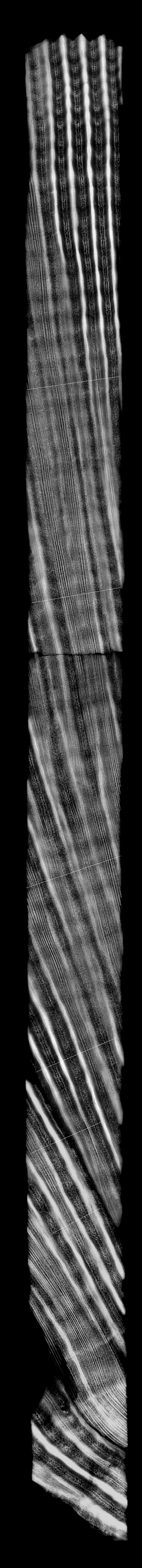 Röntgenbild eines Korallenkerns. In den oberen fünf Jahren ist der Rückgang im Wachstum nach dem El Niño 1997/98 erkennen. Foto: Steffen Hetzinger